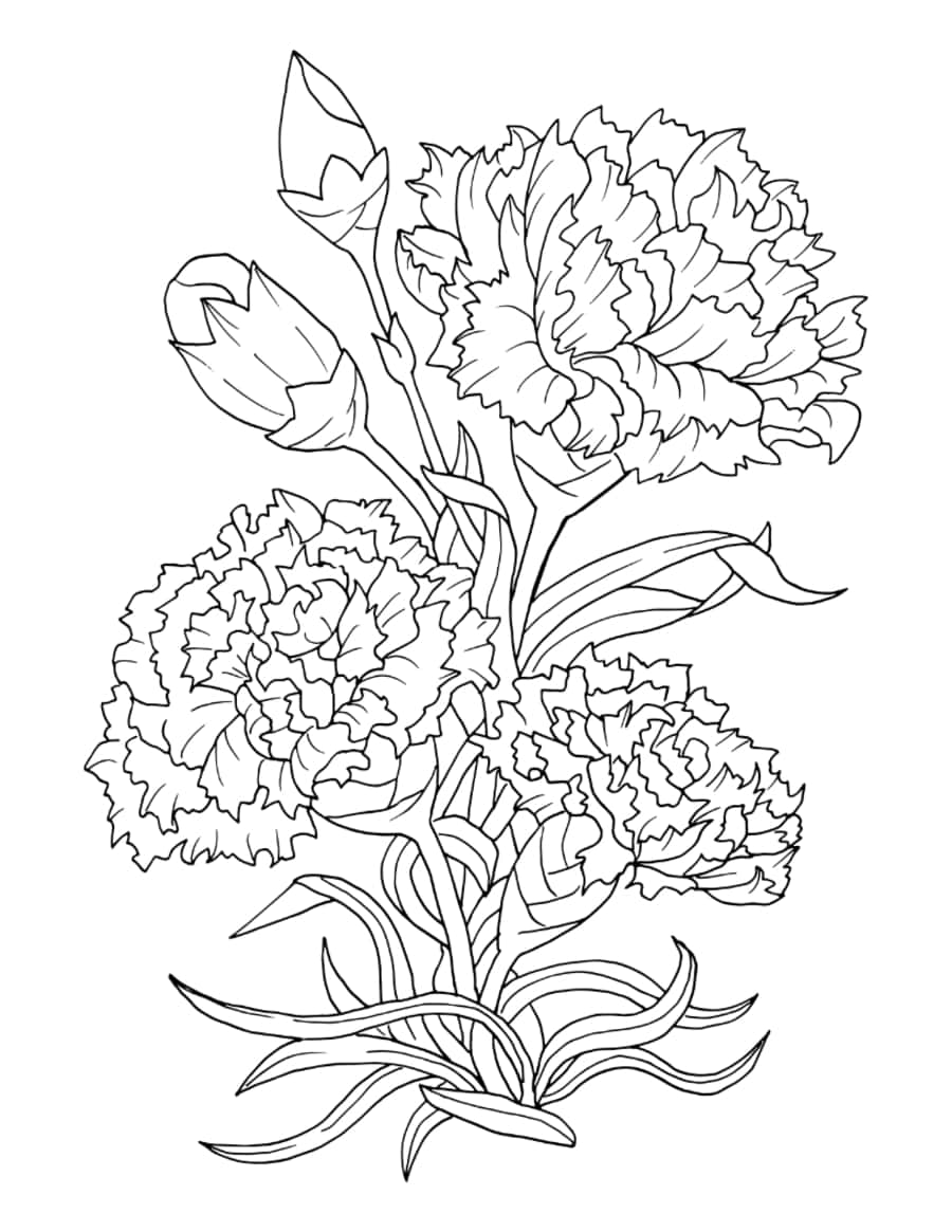 Flower Botanical Carnation Coloring Pages Pdf Free Vectors
